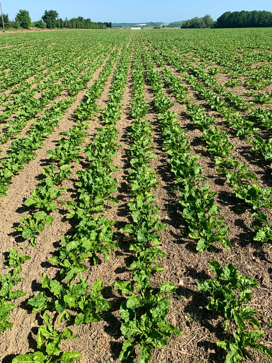 Liam Pearce (@xbrandybx) on Twitter photo Amazed how well the beet is pushing on in these dry times on this light land, this soil usually has hotspots all over it by now when in cereals. <a href="/PaulGCornwell/">Paul Cornwell</a> Amazed how well the beet is pushing on in these dry times on this light land, this soil usually has hotspots all over it by now when in cereals. <a href="/PaulGCornwell/">Paul Cornwell</a>