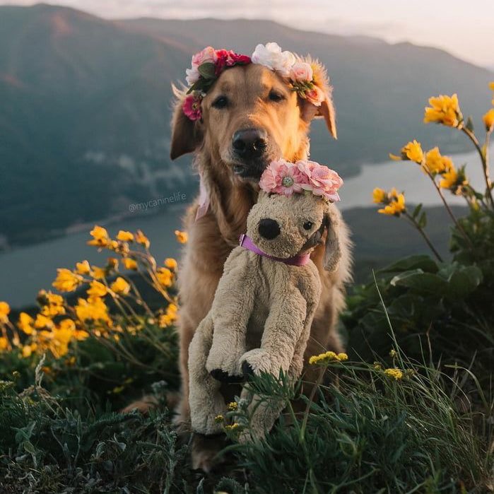 bbigkachu's tweet photo. I LOVE DOG. https://t.co/vkbx5cKVhQ