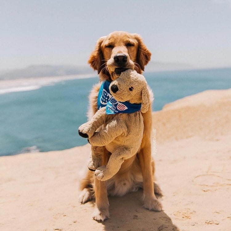 bbigkachu's tweet photo. I LOVE DOG. https://t.co/vkbx5cKVhQ