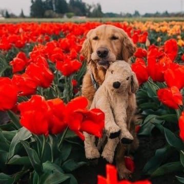bbigkachu's tweet photo. I LOVE DOG. https://t.co/vkbx5cKVhQ