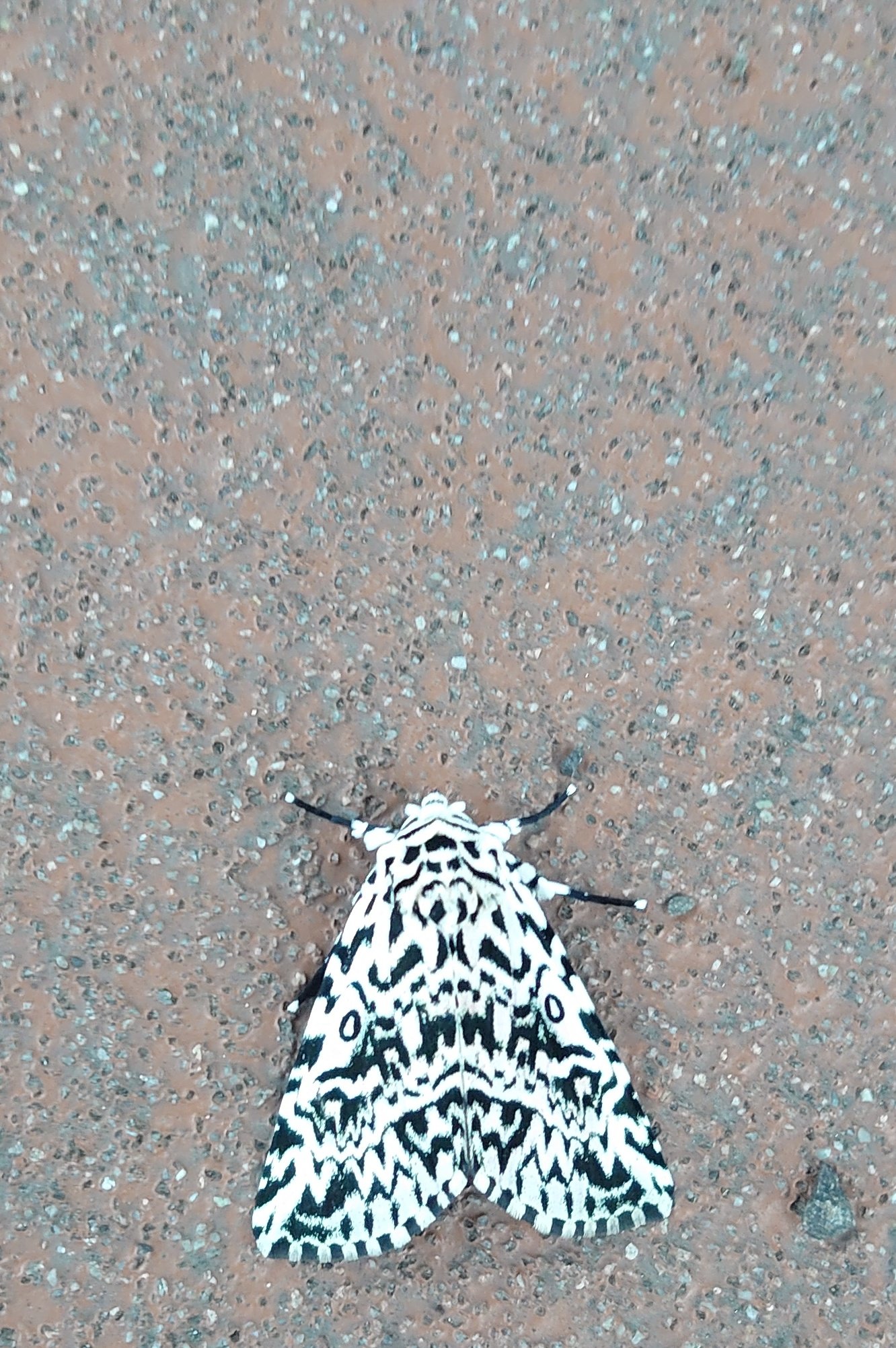 てらけんのみがわり 虫注意 帰りがけにかっこいい蛾がいる と思って写真を取り 形的にヤガかな と思って ヤガ 白黒 とググったら一発で出てきたし ヒットしてきたブログの内容が私の感想と全く同じものだった キバラケンモンというらしい 羽の