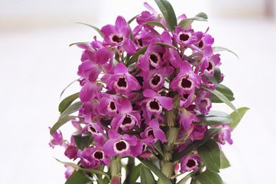 クノティス A Twitter ステイメンではなく デンドロビウムです