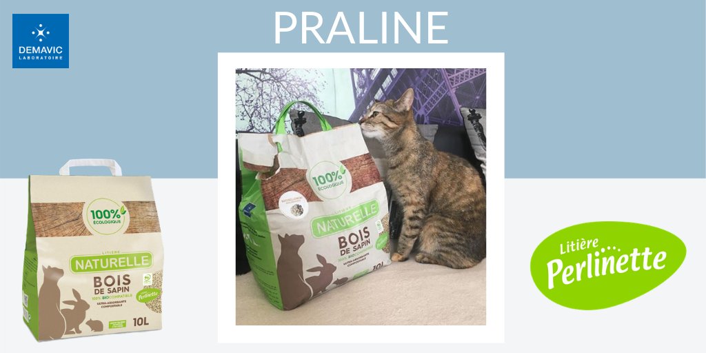 DEMAVICLab's tweet photo. Hello la team ! 😀

Toute l'équipe #DEMAVIC est heureuse de vous présenter PRALINE, nouvelle fan de notre #litière #naturelle #PERLINETTE en bois de sapin. 
Plus d'infos : https://t.co/sTxHKhvXWe

Toute l'équipe DEMAVIC vous souhaite une très bonne journée et semaine ! 
#chat https://t.co/oO0FJOiVhS
