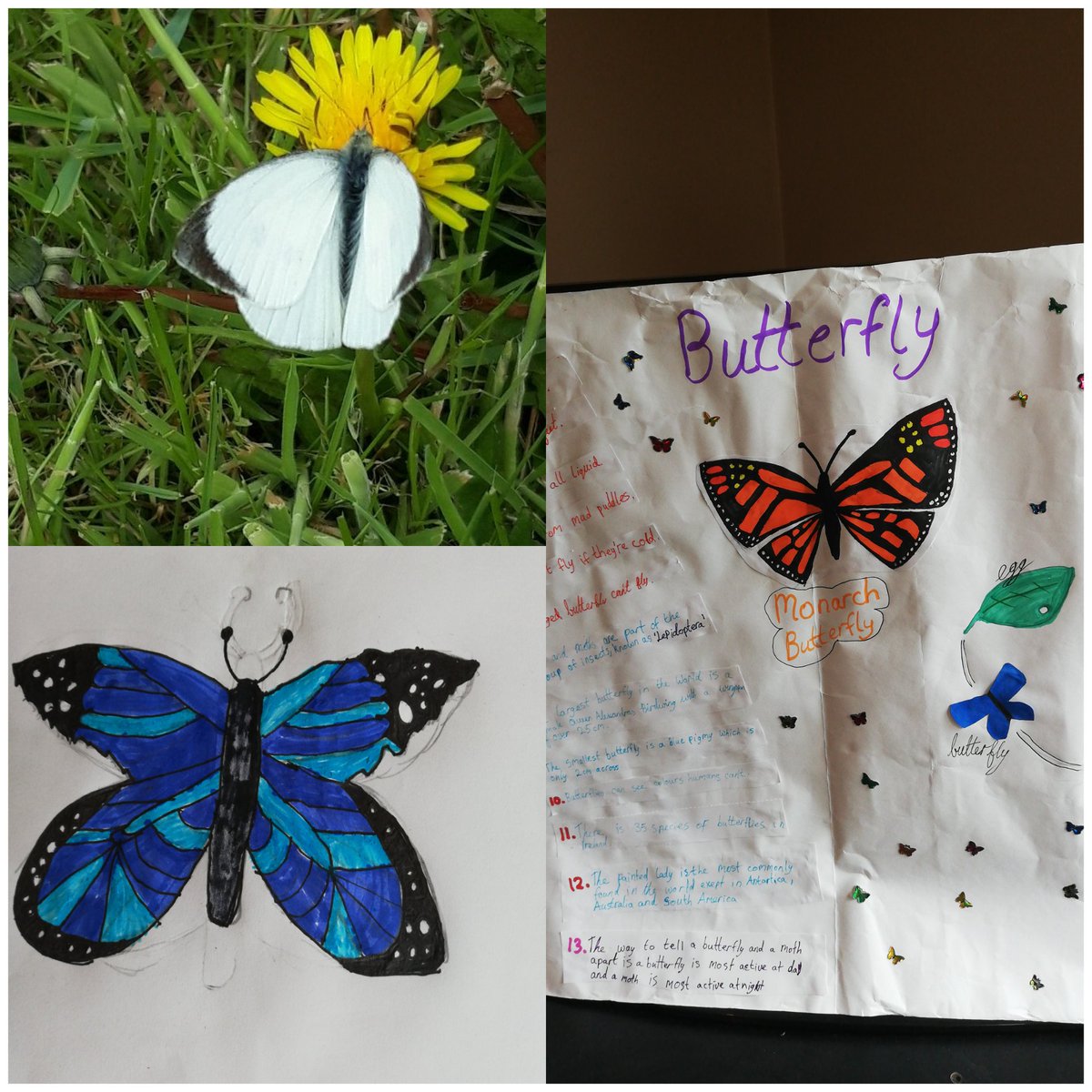 CrumlinNS1's tweet photo. Some more photos of our project work. Well done everyone! 👏🤗📝📸🦋🎨
@GreenSchoolsIre https://t.co/7ZBXerwwdL