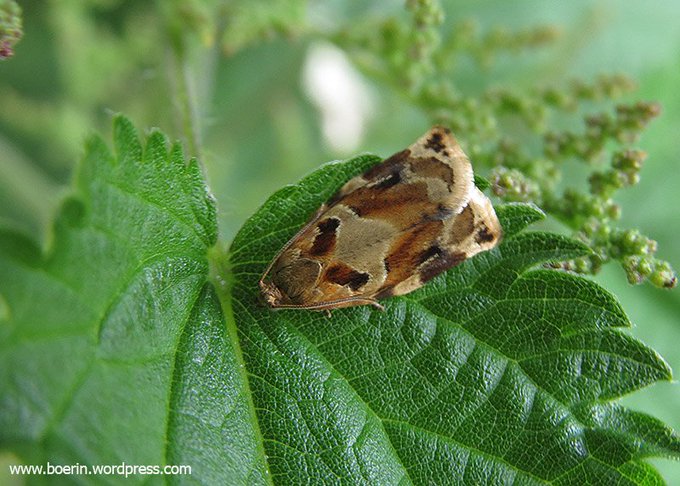 boerinhendrika's tweet photo. #meimotten dag 25: #bladrollers
#gevlamde_bladroller
#oranje_eikenbladroller
#pruimwitvlakbladroller
#vroege_dwergbladroller
#microvlinders #insecten #insectenopdeboerderij #boerennatuur๐ https://t.co/UtKJZ80nSb