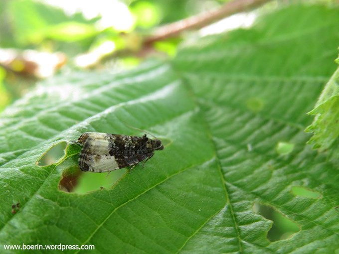 boerinhendrika's tweet photo. #meimotten dag 25: #bladrollers
#gevlamde_bladroller
#oranje_eikenbladroller
#pruimwitvlakbladroller
#vroege_dwergbladroller
#microvlinders #insecten #insectenopdeboerderij #boerennatuur๐ https://t.co/UtKJZ80nSb