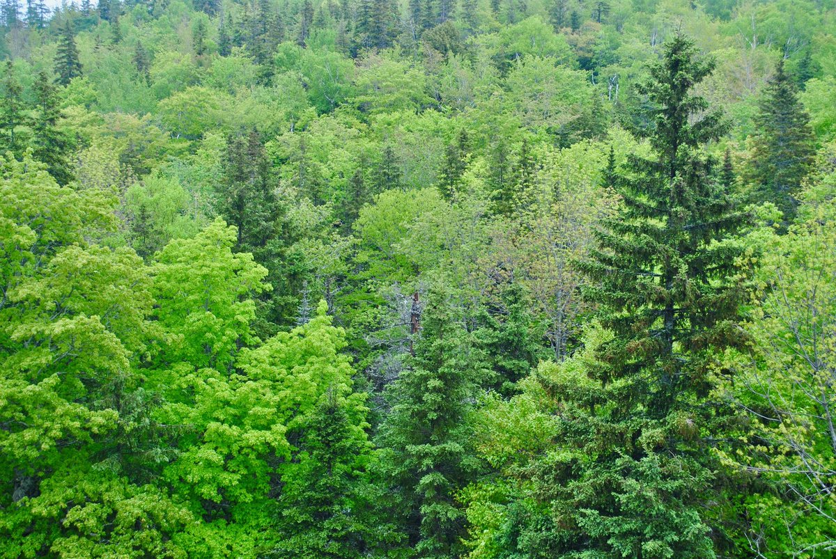 PureEVofficial's tweet photo. The lockdown has resulted in CO2 emissions reducing by up to 17M tonnes a day globally. People are realising their decisions have a direct impact on the planet. When you choose your next car-Go Electric! 
We share your passion-that’s why we’ll plant a 🌳 for every customer! 🌱🌍 https://t.co/LmM2tzwlGB