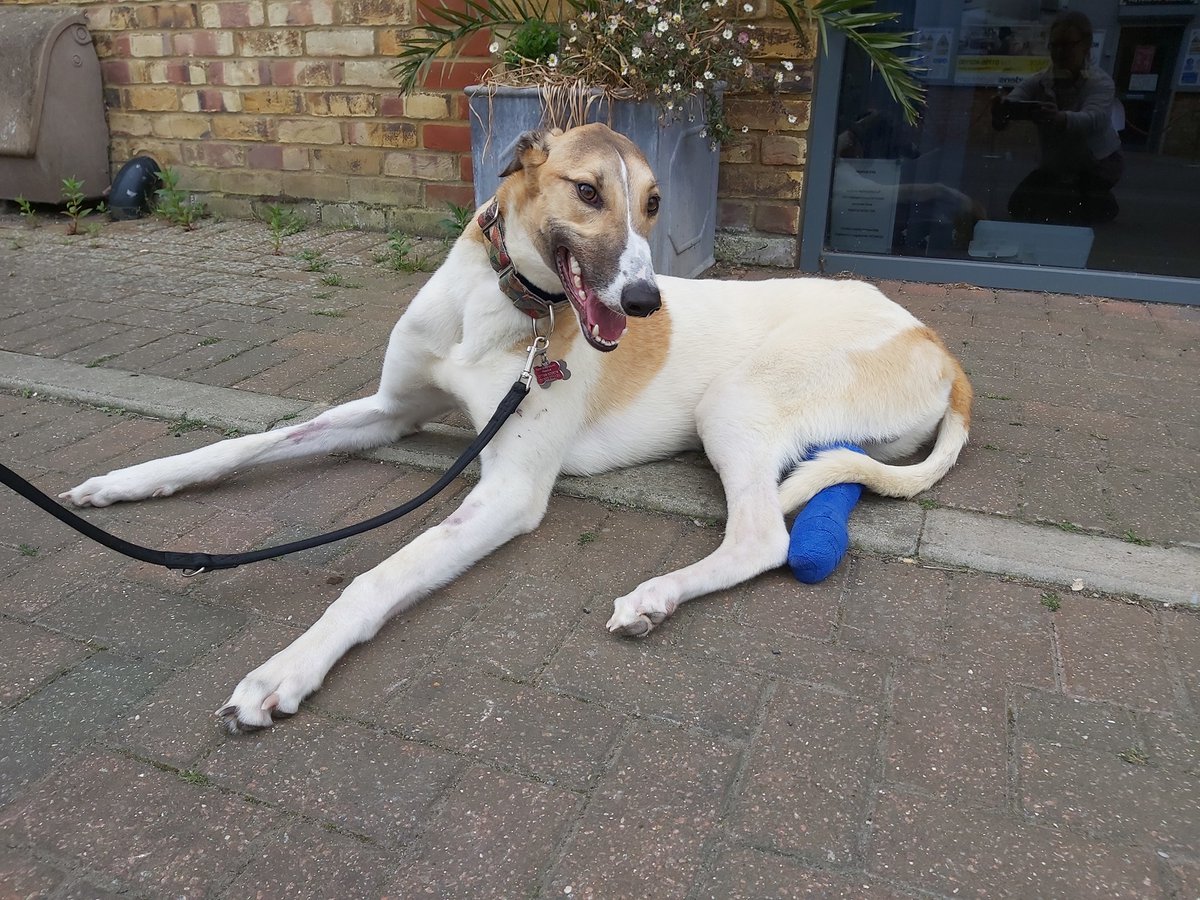 KentGreyhoundRescue tweet media