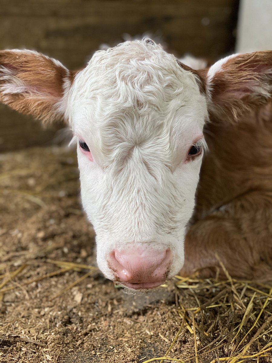 📅 25th May 2020
🐮 Willadeene from Indiana