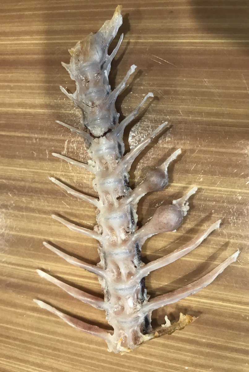 鯛の骨にコブがある写真を見て 鳴門骨 だと気付く人達 基本天然物だが養殖の可能性も Togetter 鯛の骨にコブがある写真を見て 鳴門骨 だと気付く人達 基本天然物だが養殖の可能性も Togetter