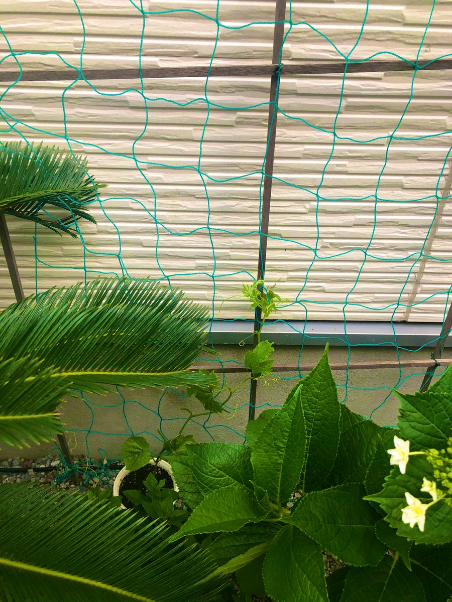 இந்த டூல்ஸ் எல்லாம் சும்மா தூங்கிட்டு இருக்குன்னு பாவக்காய்க்கு ஒரு வழி பண்ணியாச்சு.  #என்வீட்டுதோட்டத்தில்