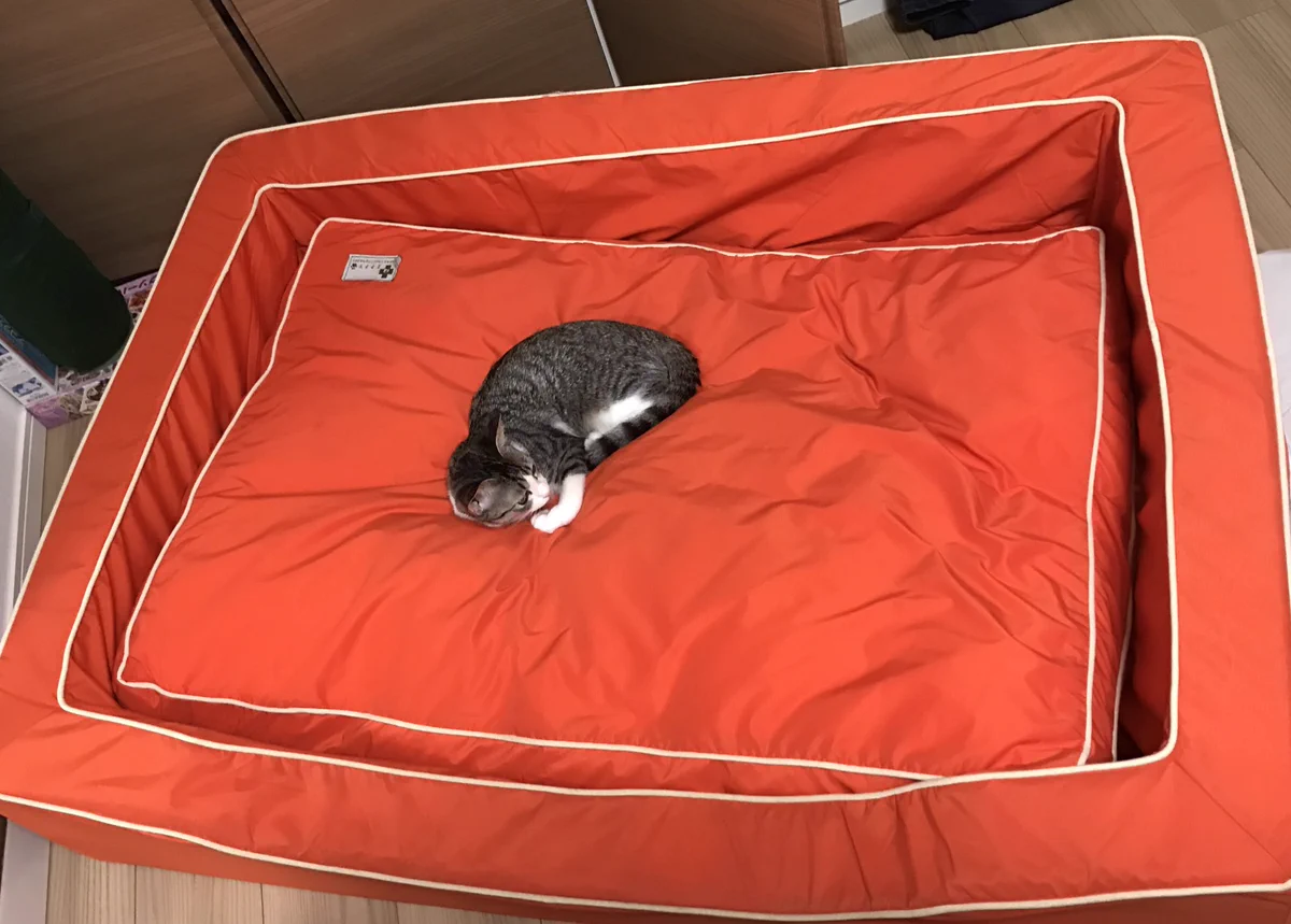 ベットの大きさと体の大きさが比例しないｗｗ堂々と犬の寝床でくつろぐ猫ｗｗ