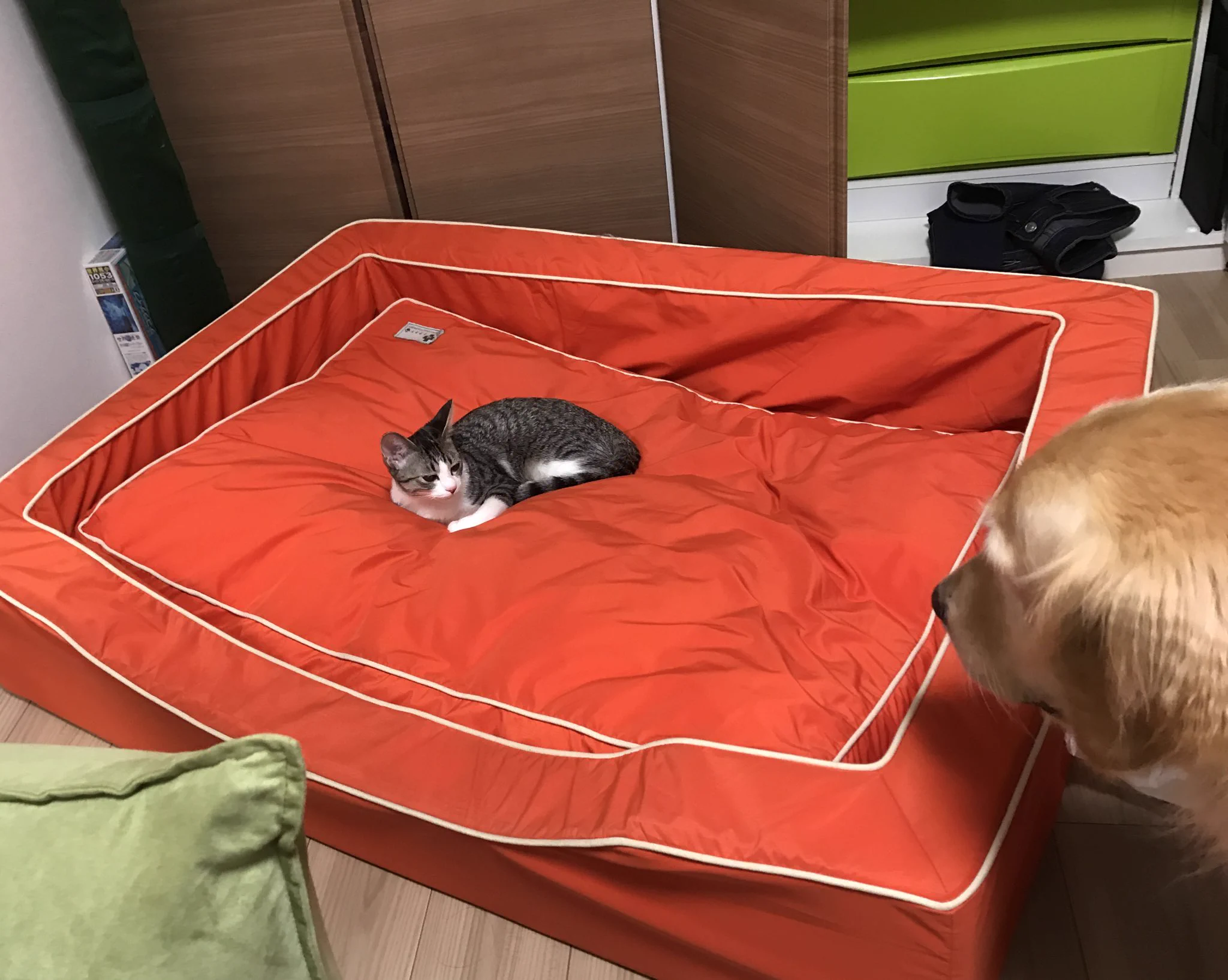 ベットの大きさと体の大きさが比例しないｗｗ堂々と犬の寝床でくつろぐ猫ｗｗ