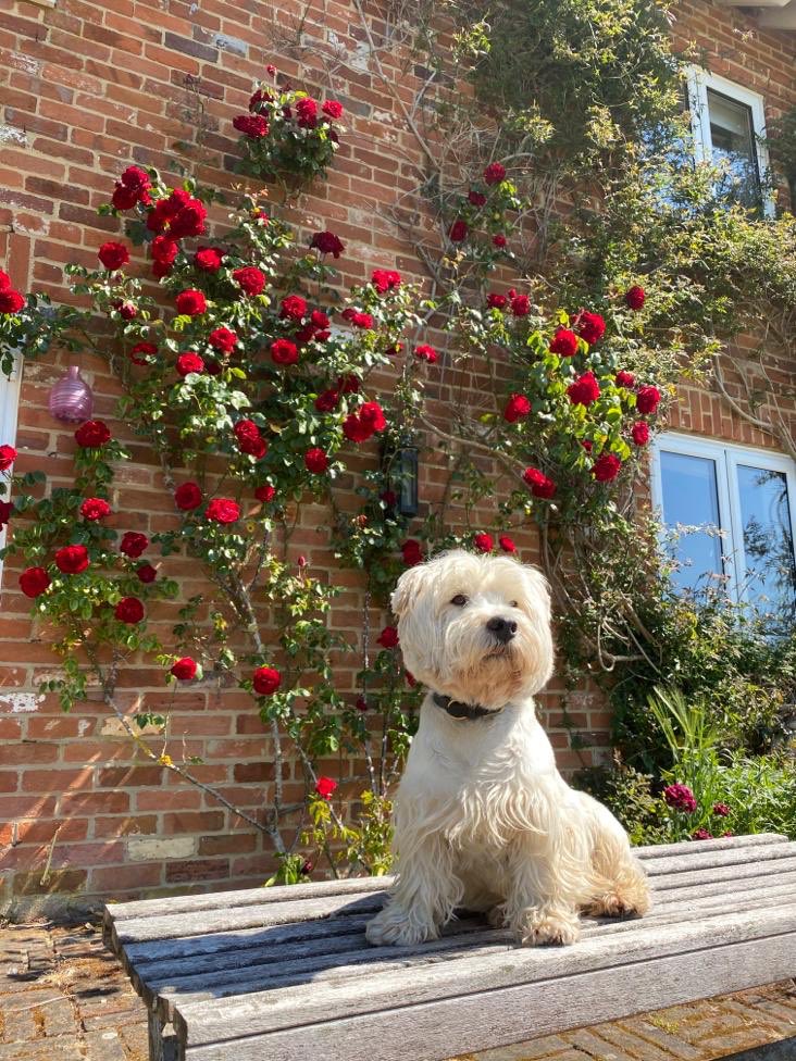 paws4thought4's tweet photo. Roses out, Baz is out! Whey! https://t.co/G7vR1VmA5H