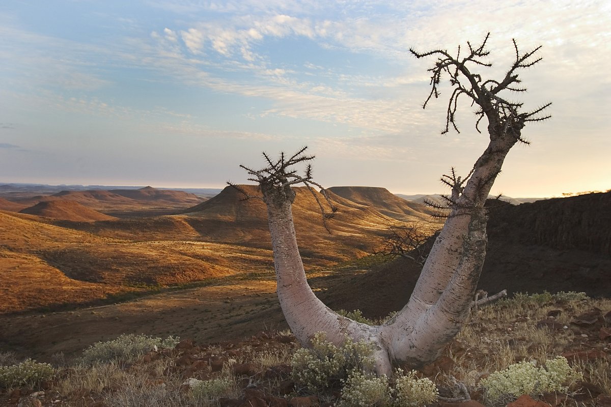 naturally_namib's tweet photo. Happy Africa Day! Let us celebrate our clear skies, fresh air, beautiful wildlife, unique interior decorations & breathtaking views.
#naturallynamibia #namibia #africa #safari #holiday #travel #africaday #celebrateourwonders #namibiawonders #traveltonamibia #holidayinnamibia https://t.co/yghjCdj2Rn