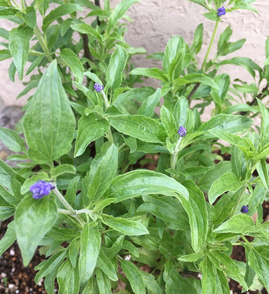赤目 父目が これはラベンダー といって植えてった謎植物 ブルーサルビアじゃねーか ってなった 赤目 父目が これはラベンダー といって植えてった謎植物 ブルーサルビアじゃねーか ってなった