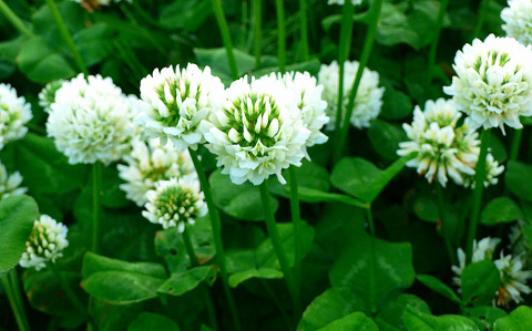 切ない花言葉 シロツメクサ シロツメクサは 野原にあるクローバーに咲く白い花で 幸運 や 約束 といった花言葉を持っています しかし クローバーが持つ花言葉の願いが叶わなかった時には もう一つ別の花言葉の意味を持つと言われています 切ない花言葉 シロツメクサ シロツメクサは 野原にあるクローバーに咲く白い花で 幸運 や 約束 といった花言葉を持っています しかし クローバーが持つ花言葉の願いが叶わなかった時には もう一つ別の花言葉の意味を持つと言われています
