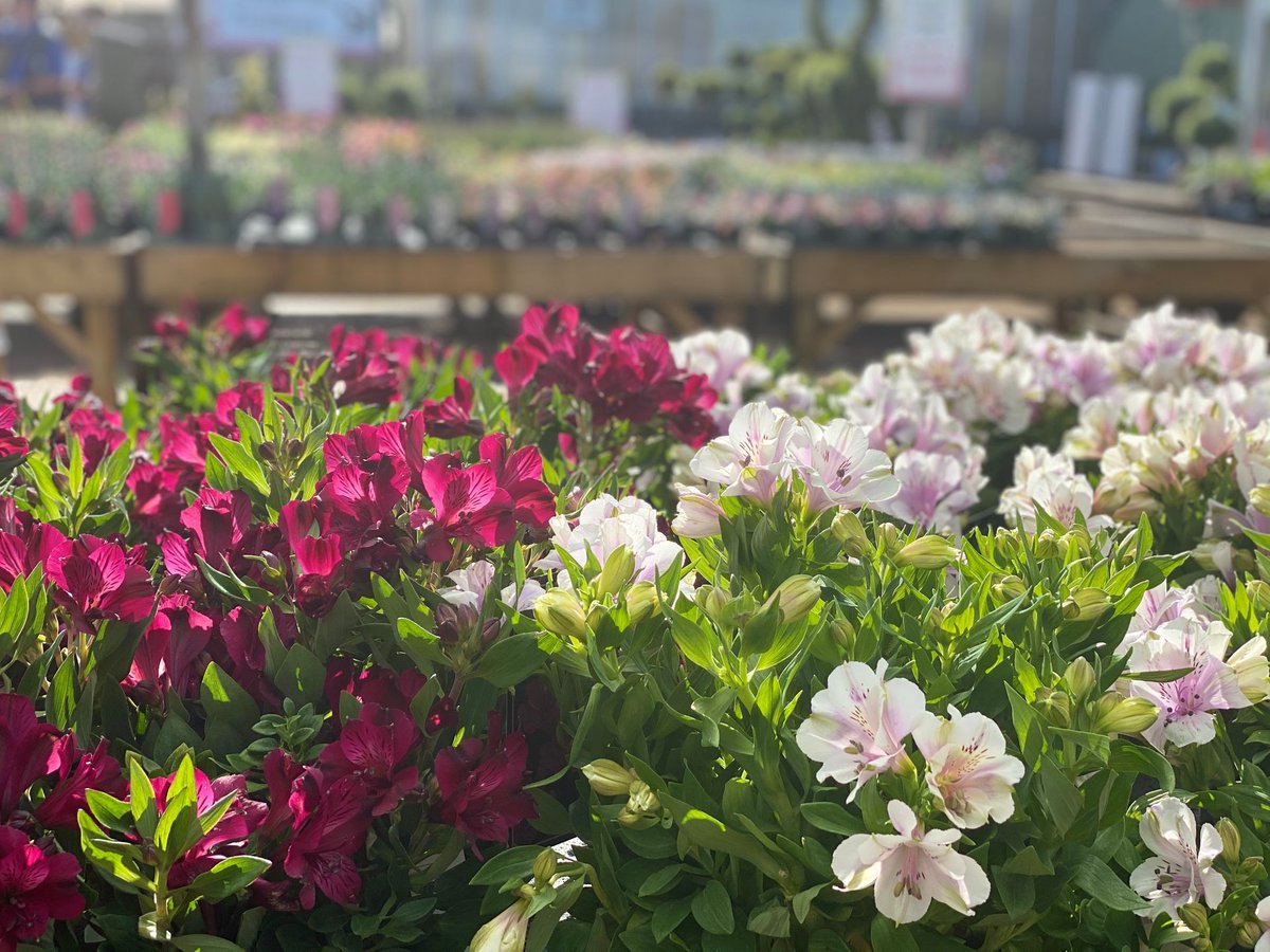 PolhillGardenCentre tweet media