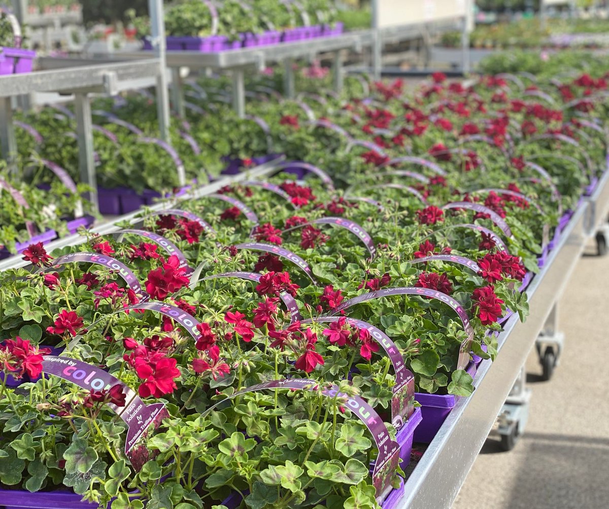 What a glorious and sunny Bank holiday it is here today at Polhill! Our plant area is looking particularly splendid with an array of summer plants. Have a lovely day everyone 
#polhill #polhillonline #sunshine #gardencentre #summerplants