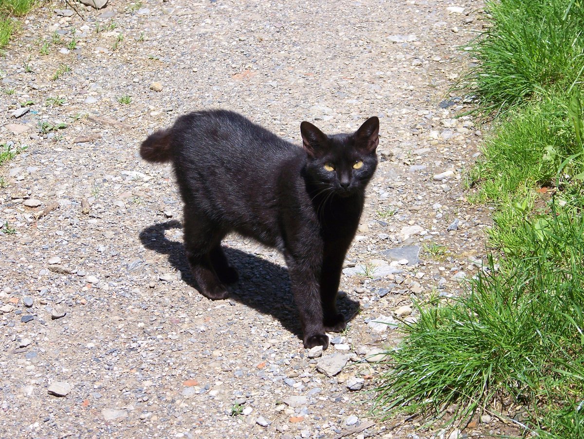 BubalPruepa's tweet photo. Ante la necesidad del control de la colonia de gatos de Búbal hoy acabamos con la esterilización de la 8° gata, a través  del #ProgramaCES (Captura-Esterilización- Suelta) con la ayuda de la Asociación #AnimalesSinTecho de Biescas.
https://t.co/zRs4j0b7DR https://t.co/NLT33NUyC3