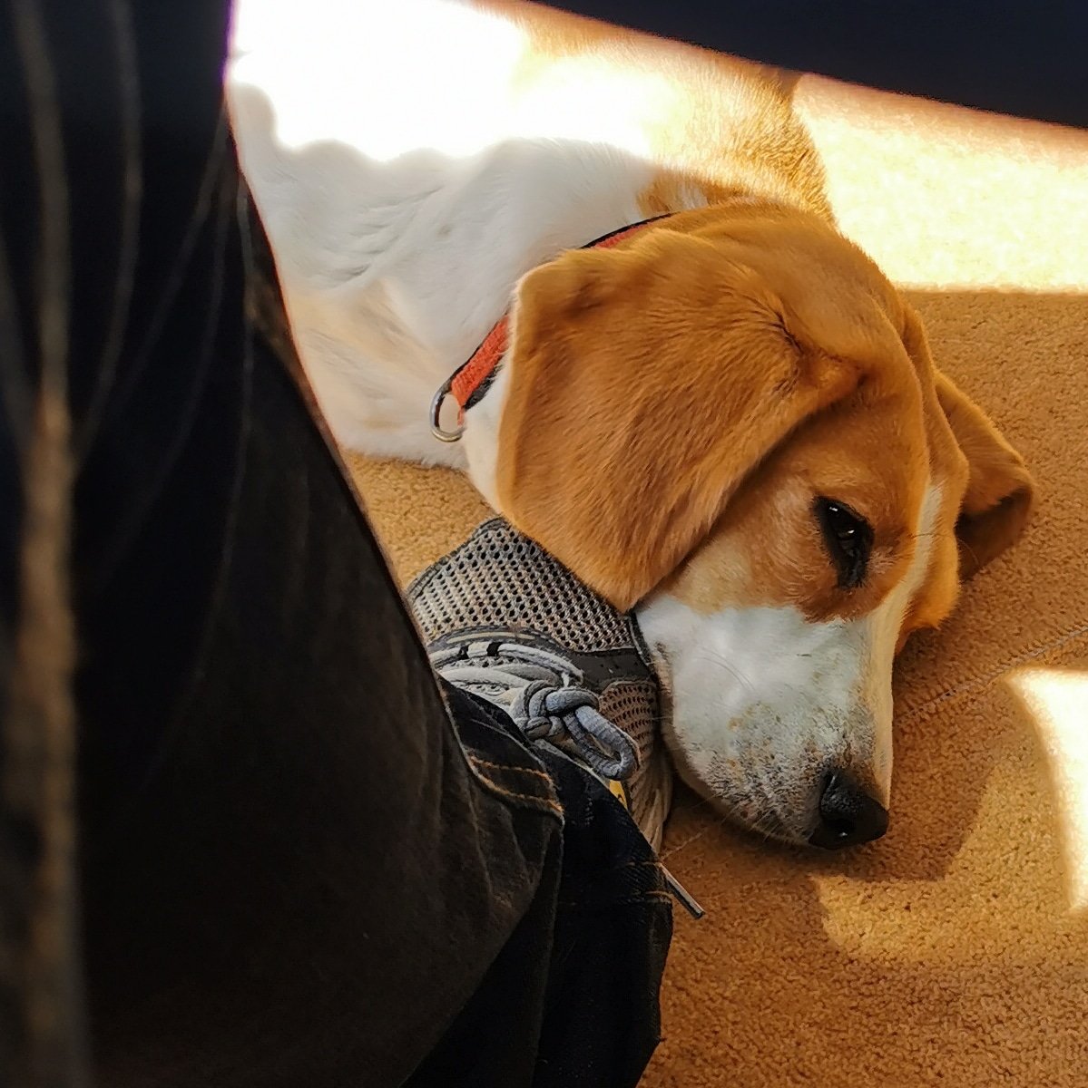 Trapped again by the #LittlestMonsterpup

#beagle #beaglepuppy #beaglesofglasgow #houndsofglasgow #hounddog #dogsofglasgow #RescueDog #snoozles #familypack #monsterpups #lockdown #sundog #LockdownPups #mondaymotivation