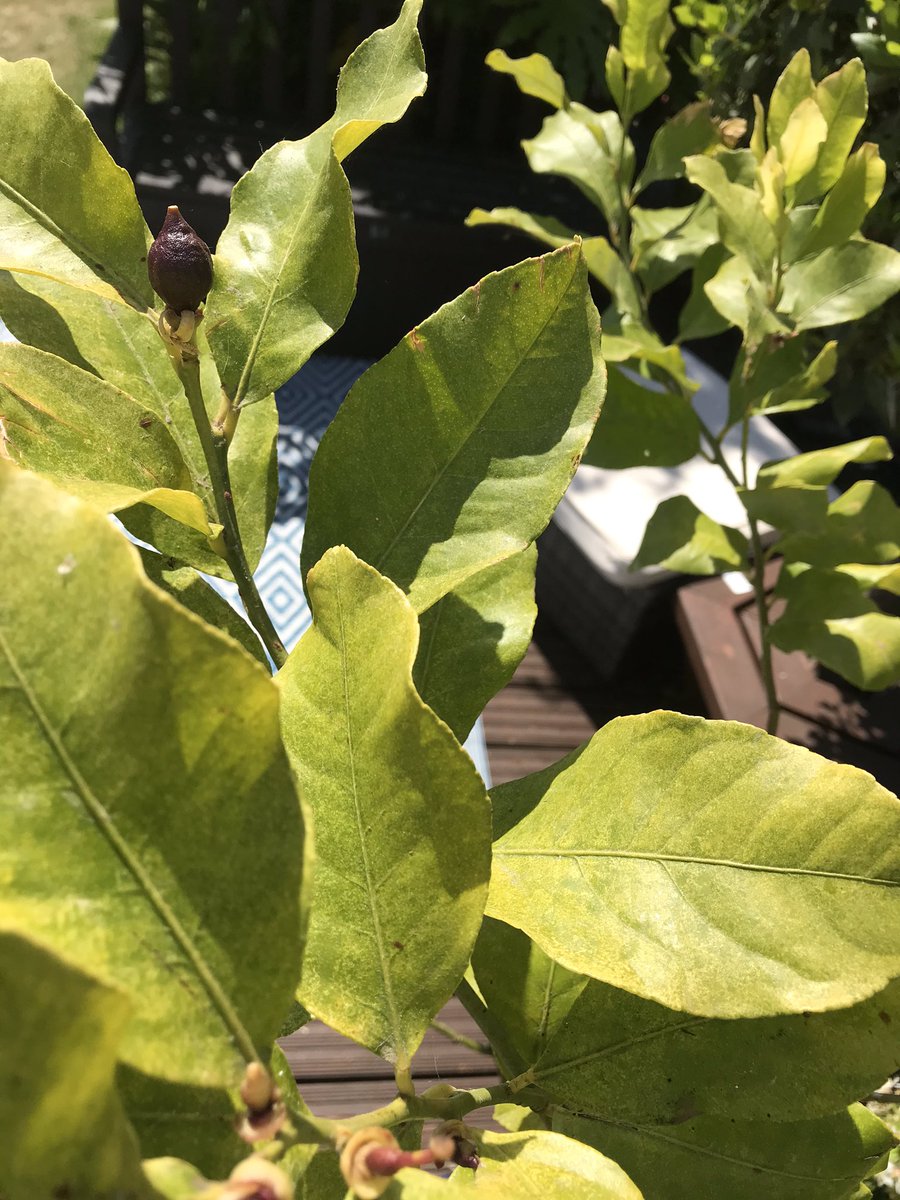 Primageographer's tweet photo. @archaeoclarke Iโve been watering my smaller garden tree friends again today - so dry here. Walnut, Apples, Pear & Lemon. Also our Christmas tree 2019 that weโre hoping we can decorate again in 2020. #actsoftreekindness https://t.co/M6FirK2H4n
