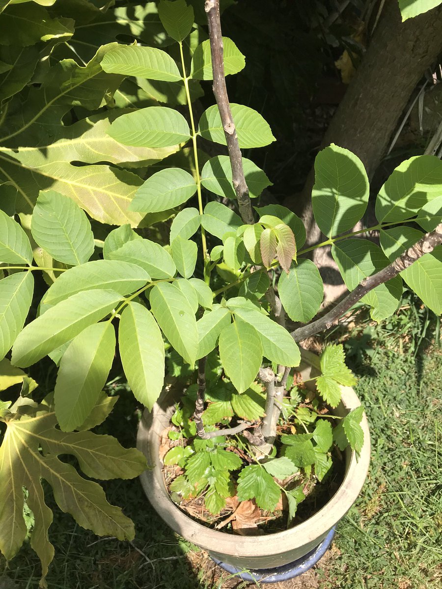 Primageographer's tweet photo. @archaeoclarke Iโve been watering my smaller garden tree friends again today - so dry here. Walnut, Apples, Pear & Lemon. Also our Christmas tree 2019 that weโre hoping we can decorate again in 2020. #actsoftreekindness https://t.co/M6FirK2H4n