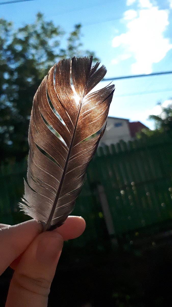 i found a random pigeon feather on the ground and took advantage of it