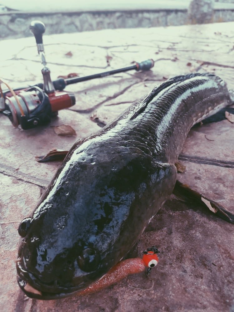hafizaminuddin1's tweet photo. yang suka memancing mesti faham happy dia macam dapat tahu yang crush kau suka kau balik #rayaday2 #covidraya #CovEidMubarak https://t.co/eGm1j5sRSu