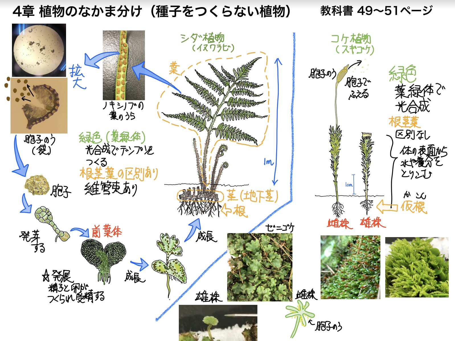 Mat 新緑の シダ ワラビ ゼンマイ みんな 胞子 で増える 恐竜より前 植物の大祖先です どんな場所に繁殖してる 答えは 水辺 です ジメジメしたところ 水がないとダメなんです なぜなら胞子だから デジタルノート ノートまとめ