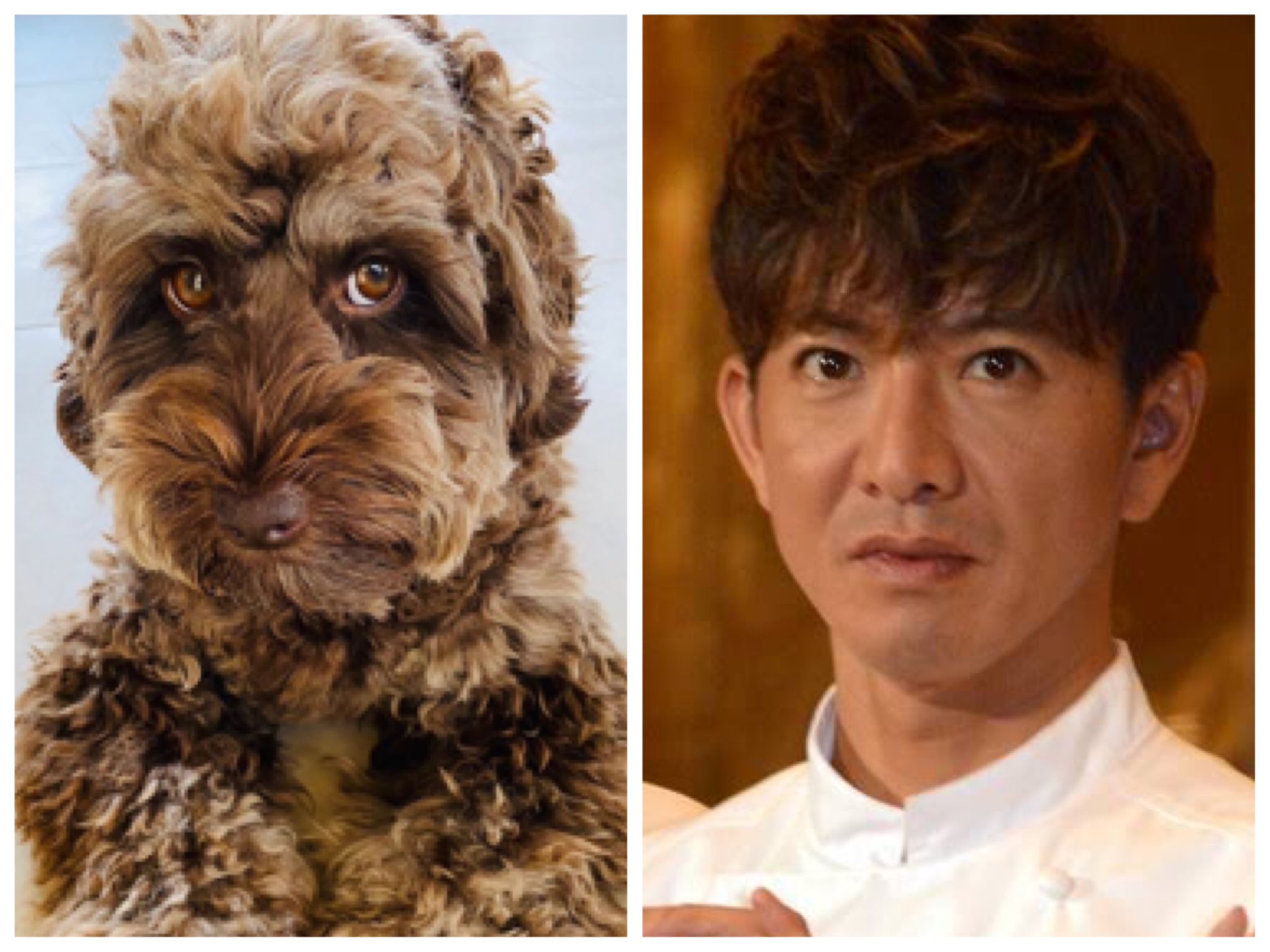 Ms2300武藤静香様崇拝 Radyセール情報 購入品レポ キムタクの飼ってる犬がキムタクすぎる 木村拓哉 キムタク T Co 0nz8y7zndd Twitter