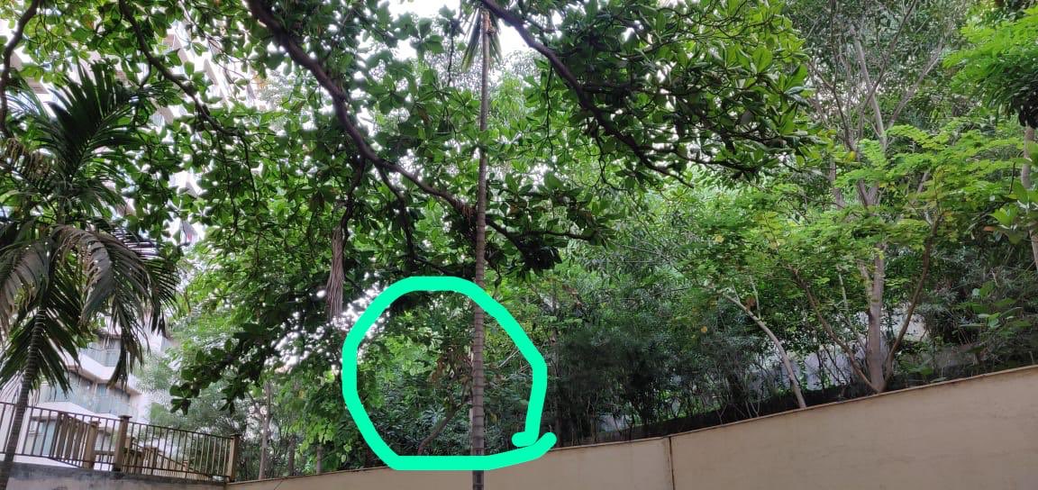 sushantis's tweet photo. A resident of Evening Glory building in Raheja Vihar, Powai, Mumbai spotted a leopard in one of the trees in the society garden. This is just a building away from mine! The resident clicked a photo but it’s tough to spot the leopard in the trees. @MahaForest @MSgnp @AareyForest https://t.co/8G6fdknNVN
