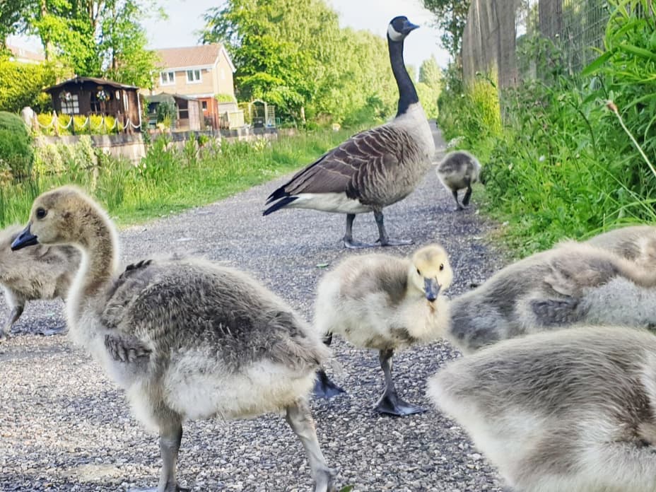 MyBikeAdventure's tweet photo. Traffic jam on the #Canal and a lovely ride down #HarborneWalkway 🚴‍♂️😜🐥👌💚 

#Cycling #Birmingham  #FunOnTwoWheels #BikeLife #EverydayAdventures #AATR https://t.co/6HFHuTU3ZJ