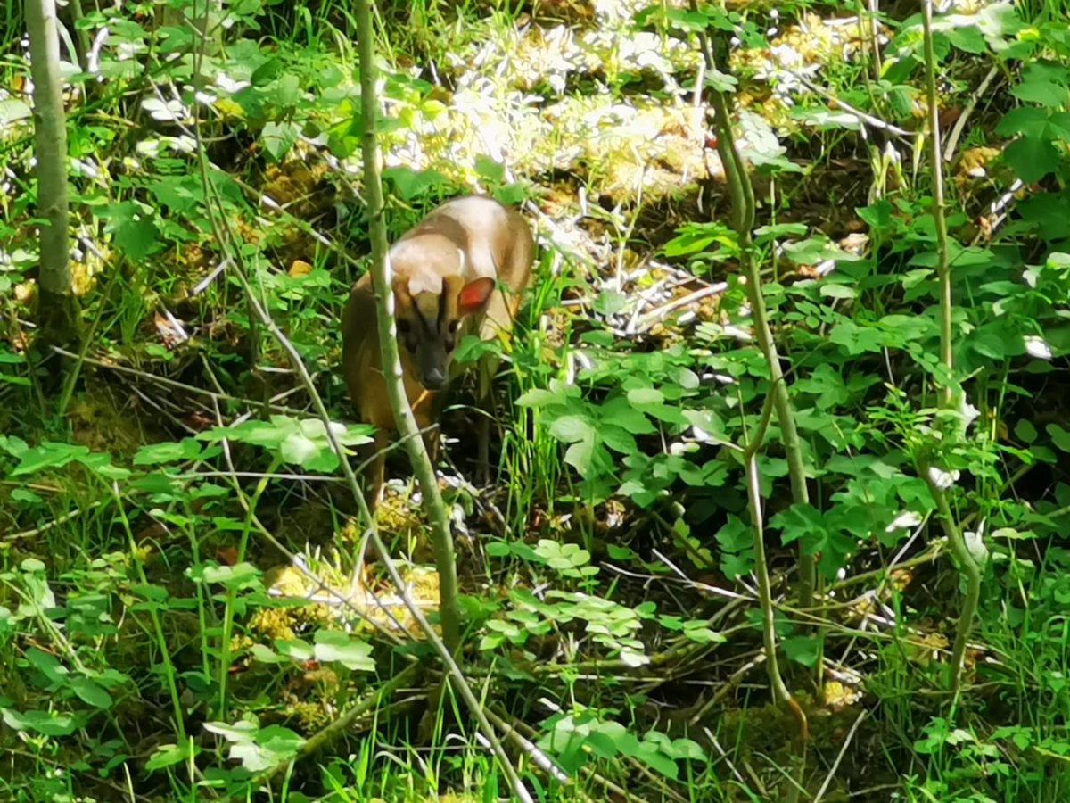 ellesse_wild's tweet photo. Not everyday you see a Muntjac buck on the canals of #wolverhampton! Doe was higher up the bank. 

@EcoRecording @WTBBC https://t.co/VJCqA5amdK