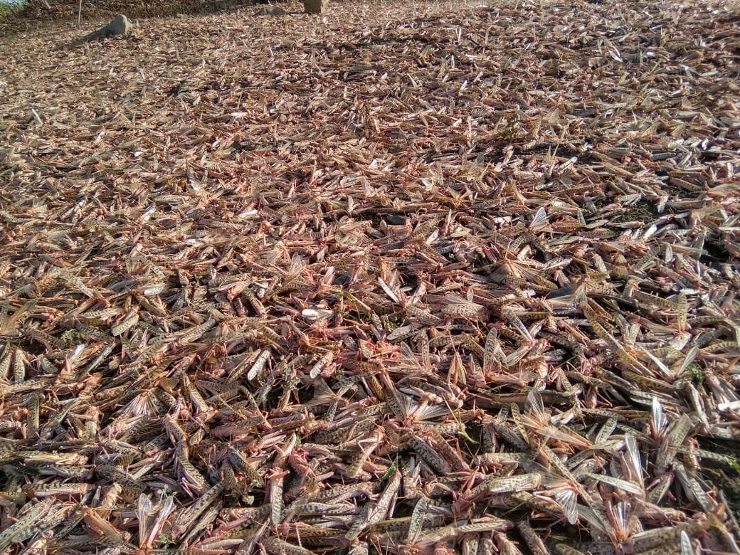 ireyann's tweet image. #Go2020Go 
One more shocker in 2020
Crop eating locusts spread across the states like MP, UP and Rajasthan. The locust have already destroyed crop fields and bought immense losses to our farmers. #LocustAttack #Locusts