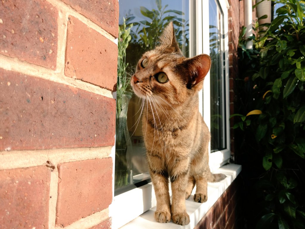 Paf & Tika tweet media