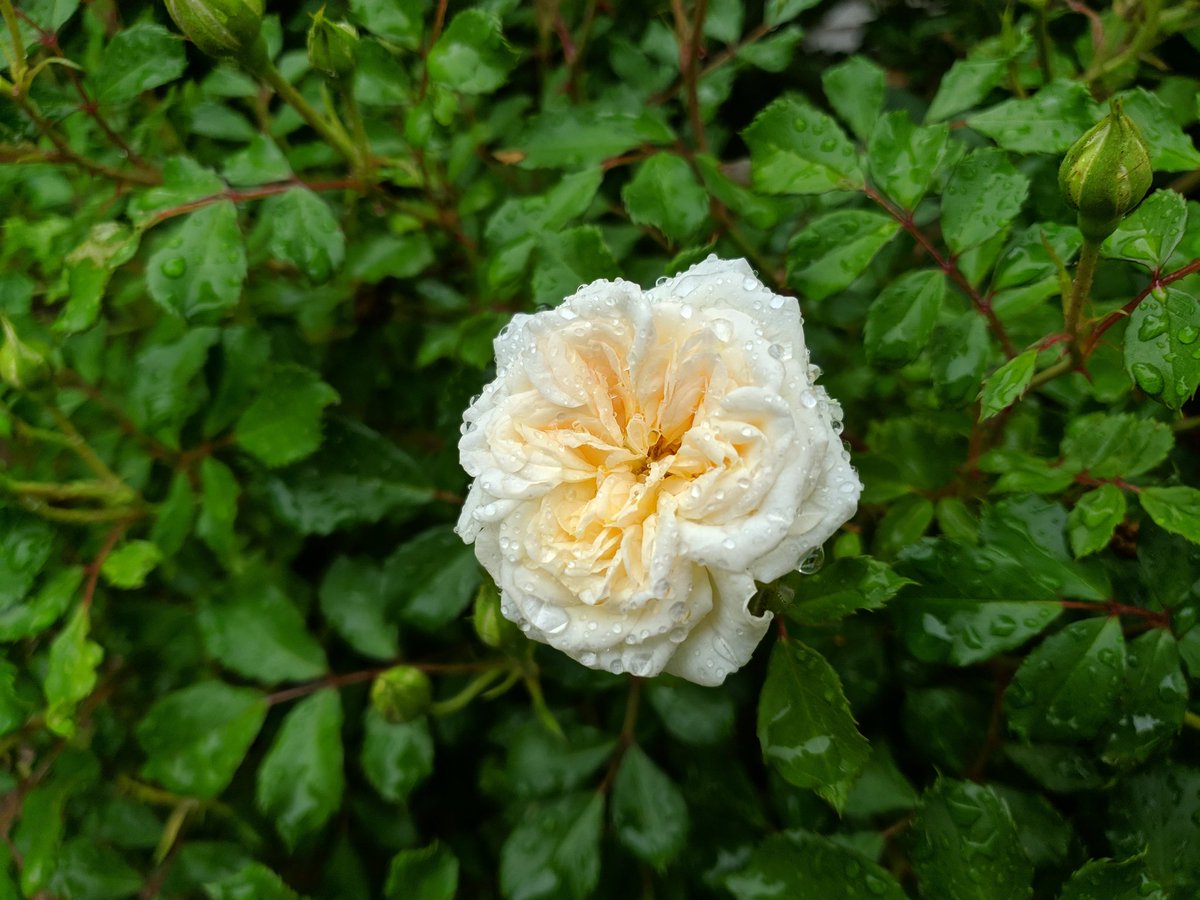 Happy Memorial Day! Thinking of and remembering all the brave men and women that serve and those who made the ultimate sacrifice for our freedom. Thank you!