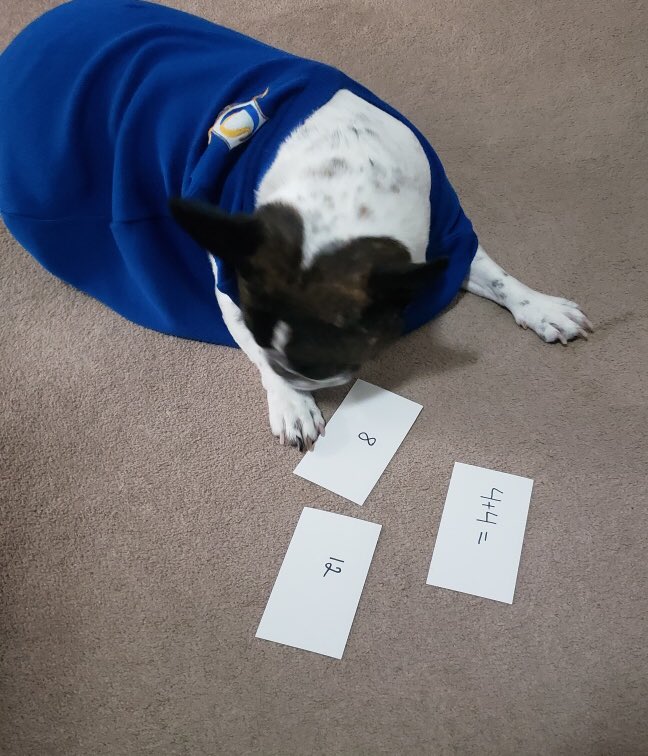 ChoiceGifted's tweet photo. Did you guys know Karma is a mathematician?! She’s been using her time at home to practice her math facts, way to go, Karma! 📏 #mathwiz #choiceschool #mathematical #continuationoflearning #practicemakesperfect #growingupgifted https://t.co/yCFsOR4cZV