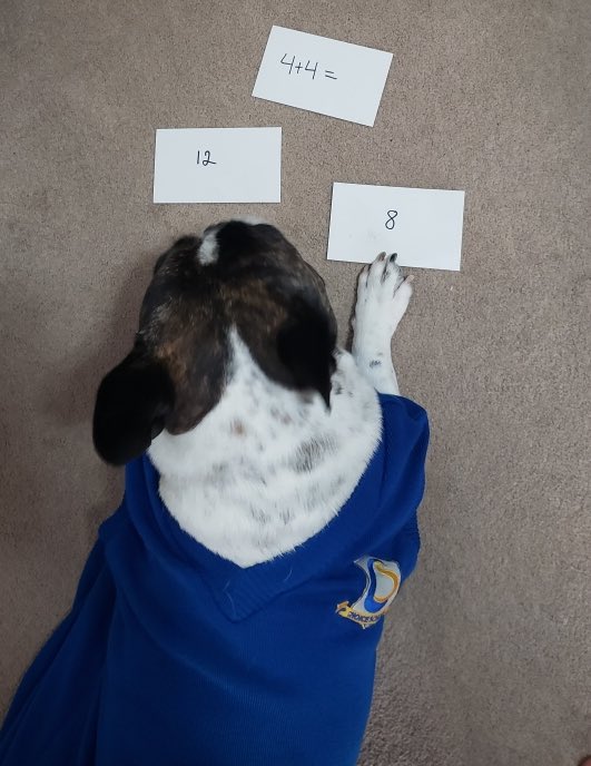 ChoiceGifted's tweet photo. Did you guys know Karma is a mathematician?! She’s been using her time at home to practice her math facts, way to go, Karma! 📏 #mathwiz #choiceschool #mathematical #continuationoflearning #practicemakesperfect #growingupgifted https://t.co/yCFsOR4cZV