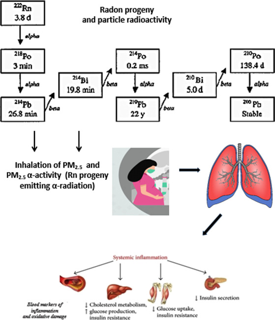 Our new paper on Ambient particle radioactivity and gestational diabetes. We assessed a cohort study of more than 1 million pregnant women in Massachusetts, USA.  authors.elsevier.com/c/1b7NAB8ccoF60
