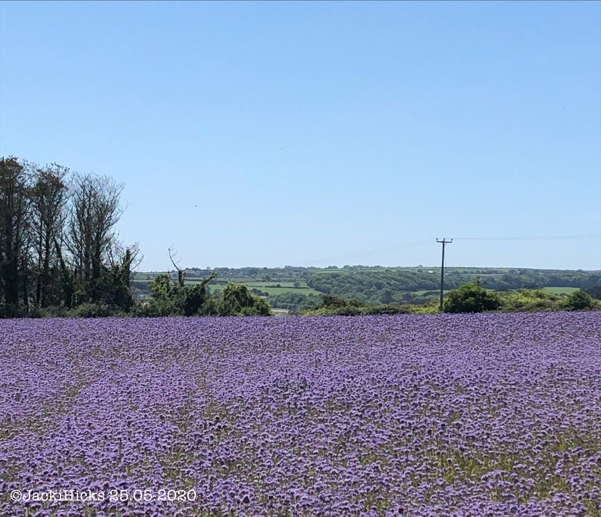 JackiHicks's tweet photo. Sky of blue 💙 Field of purple 💜 #DailyExerciseWalk #Walkfromhome #whereilive #LoveCornwall https://t.co/OD72SInywV