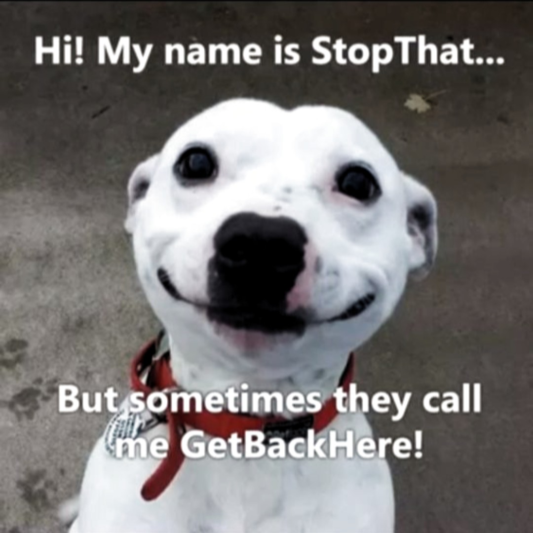 What's your dog's name? Leave It in the comments

#cutepets #cutepetsofinstagram #cutepetsclub #cutepetshots #cutepetsa #cutepetsig #cutepetsposts #petmemes #petmeme #petmemed #pettymemes #petmemesofinstagram #petmemesdaily  #petamemes #petmemeow #petmemesarelife #pettymemestv