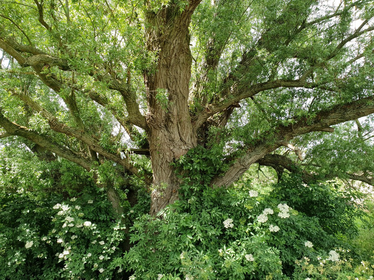 Vandaag kwam ik toevallig langs de dikste Schietwilg (Salix alba) van Nederland. De omtrek dit exemplaar is 7,87 meter. Er staan drie van deze reuzen op een rij. De leeftijd is ongeveer 260 jaar. Te vinden op het Gelders Eiland (west van de Bijland)