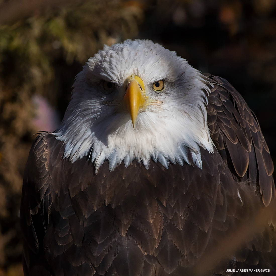 julie_l_larsen's tweet photo. BALD EAGLE #Patriotic #MemorialDay #Birds #Birdsofprey #EarthStrong #wcsphotocollection @TheWCS @BronxZoo @TheQueensZoo #IMissMyZoo https://t.co/3rCAKfnXRw