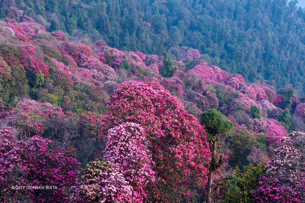 Gorakhbista's tweet photo. उता पहाड तिर यस्तो होला हामी भने घर भित्र को भित्र । #laligurash #fullofbloom #lockdon https://t.co/ENmEqNwmCm