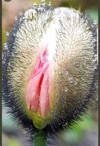 akin_ceo's tweet photo. Saw this flower.&amp;am like waoohh https://t.co/2bUMIEouwO