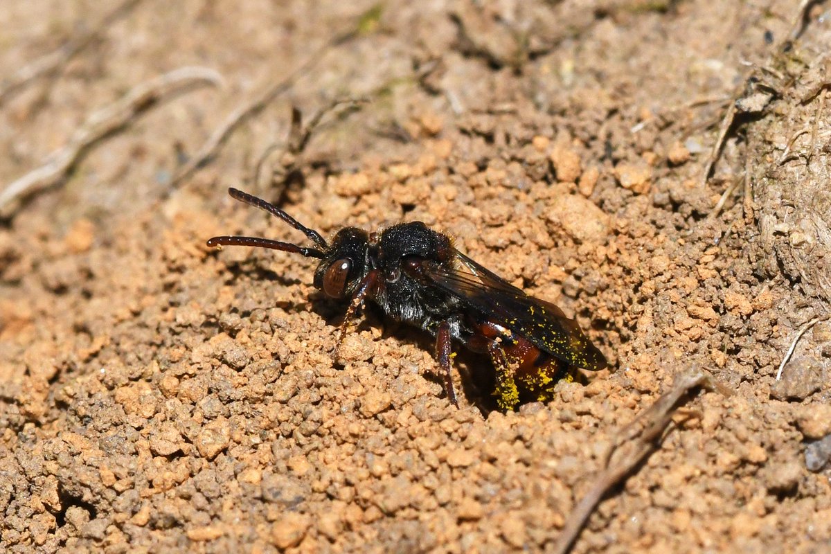 Very pleased to find the nationally scarce Cat's-ear nomad bee (Nomada integra) <a href="/BryngarwPark/">Bryngarw Country Park</a> today. Fascinating to watch the females sneak into the nests of their host, the Cat's-ear mining bee (Andrena humilis), to try and lay their eggs. One female was seemingly successful.