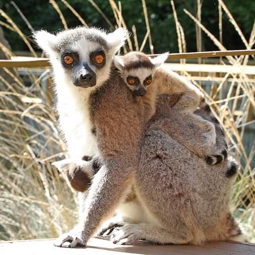 We will re-open to the public on May 29. Due to the Governor’s restrictions for zoos &amp; following state and local government guidelines, all indoor spaces, other than restrooms, will be temporarily closed. Check the Zoo’s website (cameronparkzoo.com/visit/reopen/) to learn more.