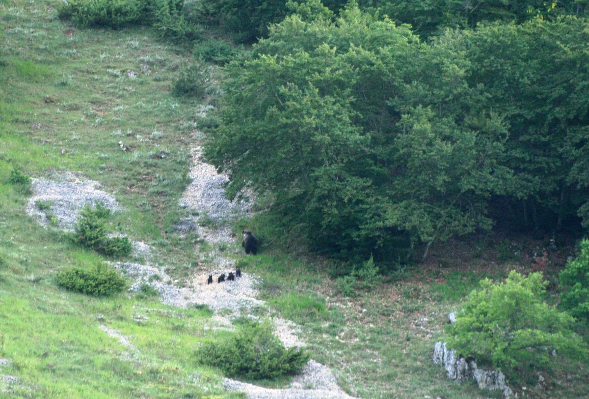 Parcoabruzzo's tweet photo. Un evento eccezionale: avvistata femmina di #orsomarsicano con 4 cuccioli. https://t.co/ufVAlgLotQ
#parcoabruzzo https://t.co/B0UyREfk5a