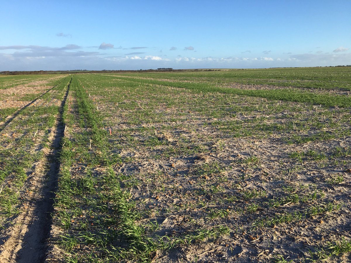 A note that may help some decision making for those of you affected by the recent horrific winds. A CSBP trial conducted by SEAR last year in Esperance - Wheat sown 24th May, just emerged and smashed by 3 days of 60+ Kmh winds 10-12th June - plots Min 3.5t/Ha Max 4.5t/Ha - tough!